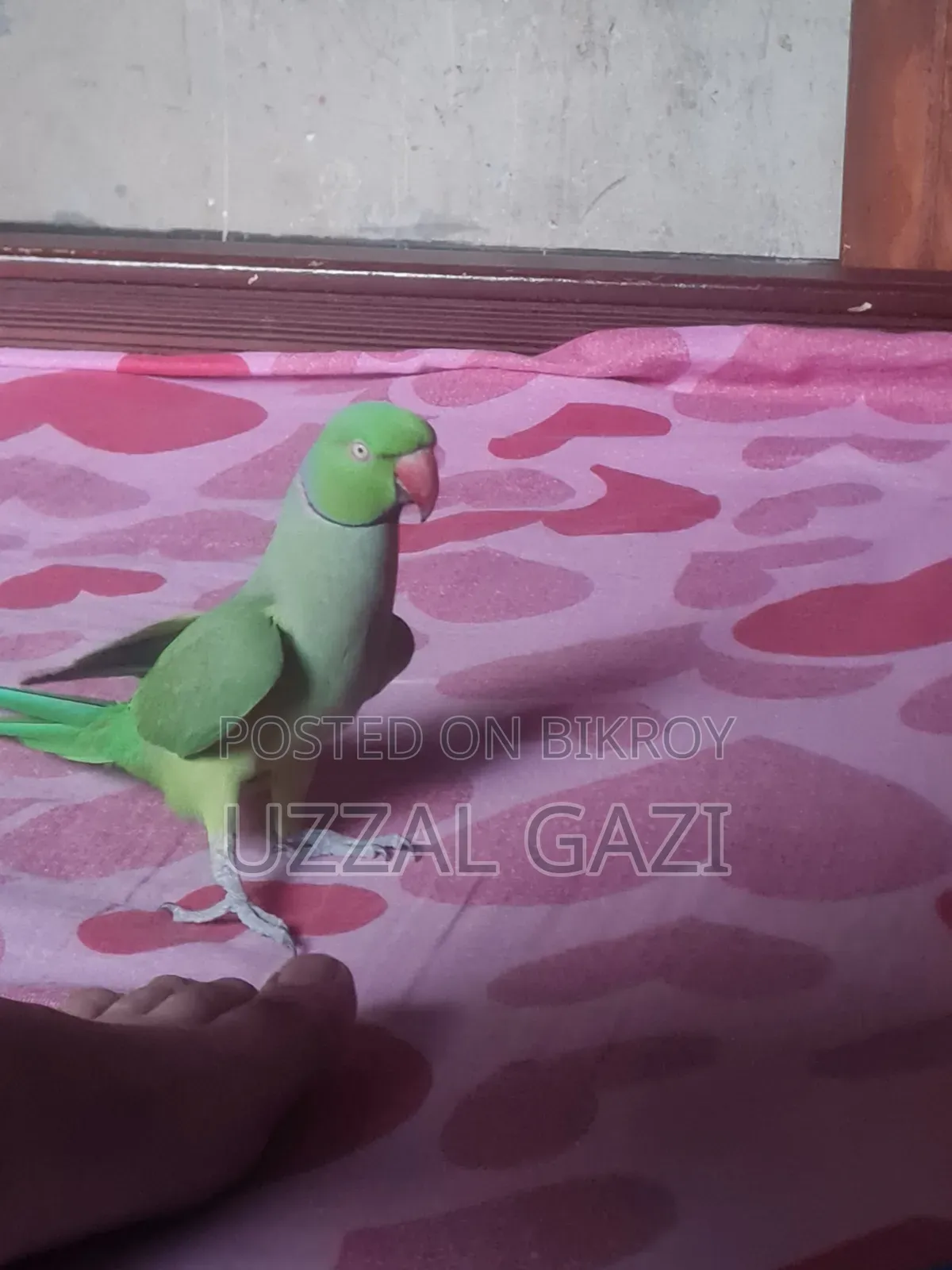 Talking Green Indian Ringneck Parrot for Sale