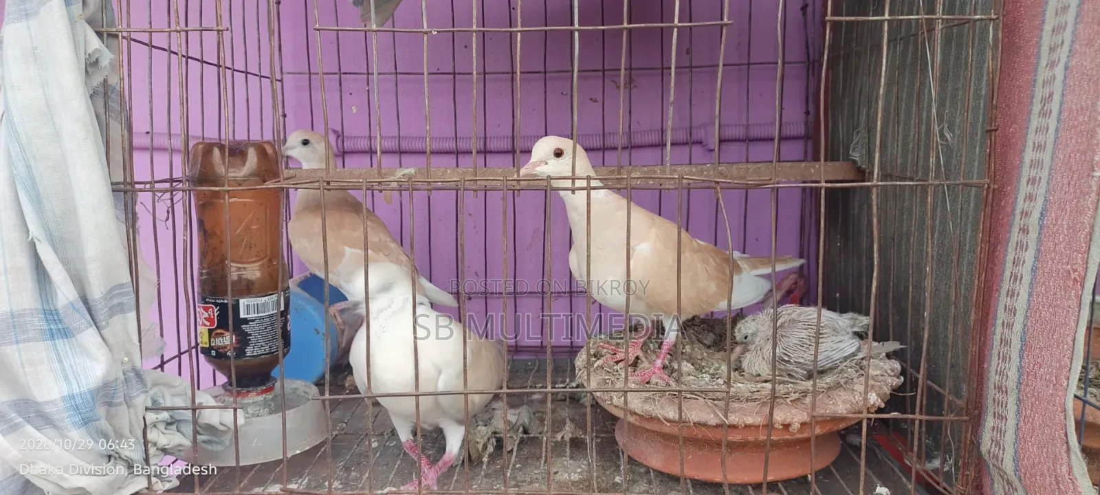 অস্ট্রেলিয়ান ঘুঘু