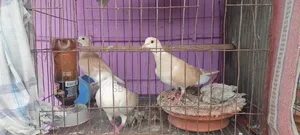অস্ট্রেলিয়ান ঘুঘু