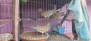 অস্ট্রেলিয়ান ঘুঘু