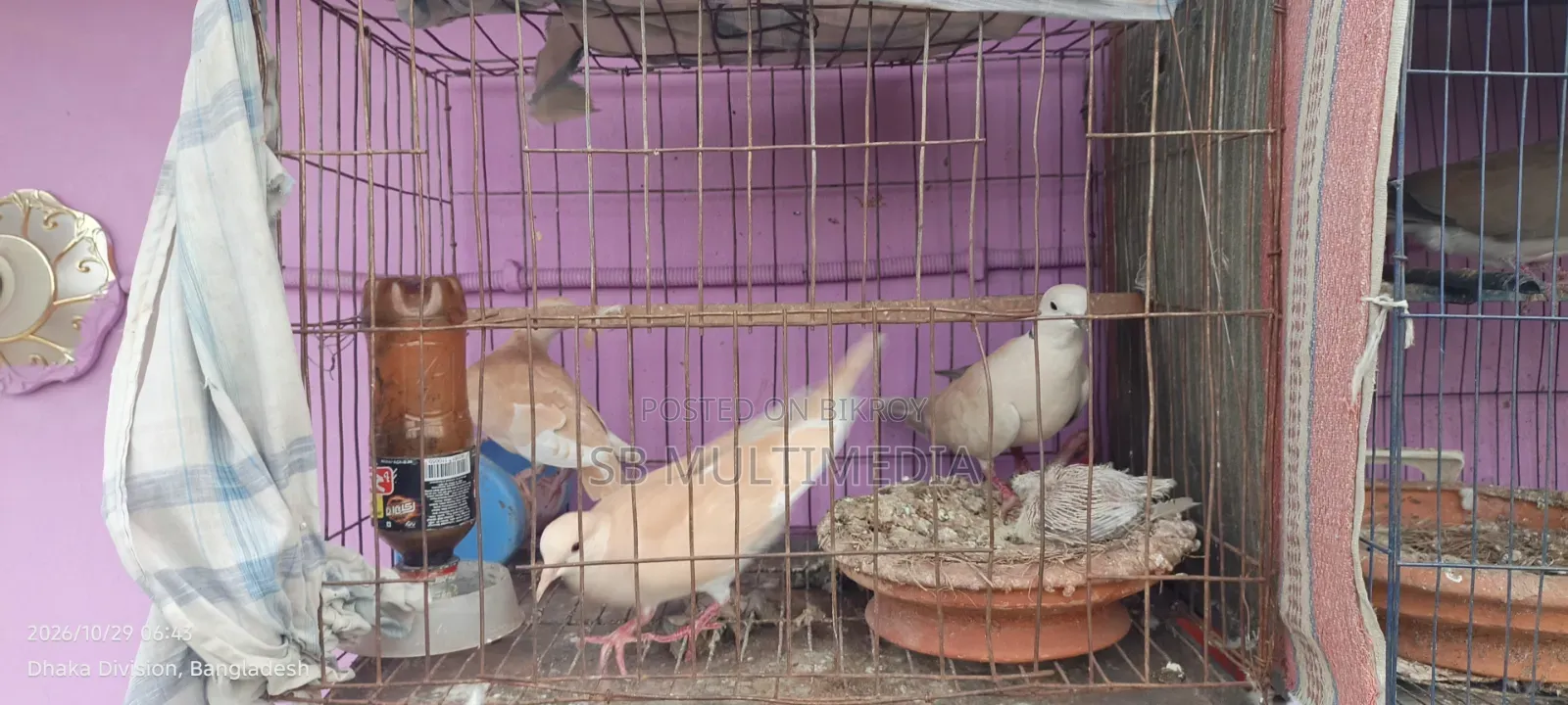 অস্ট্রেলিয়ান ঘুঘু