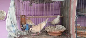 অস্ট্রেলিয়ান ঘুঘু