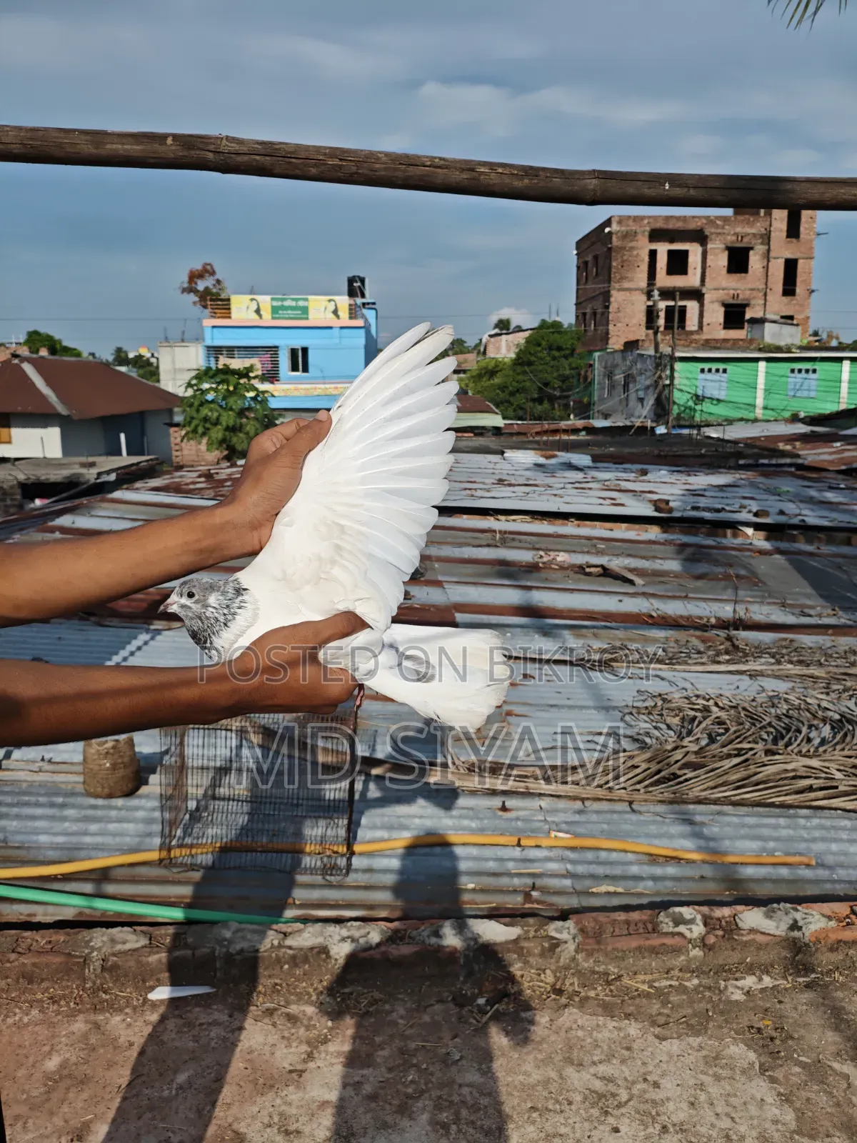 Sial Kuti Pigeon