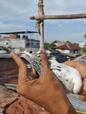 Sial Kuti Pigeon