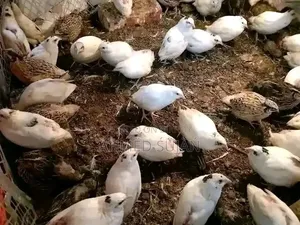 Japanese Quail