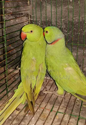 Cage-raised Parrots