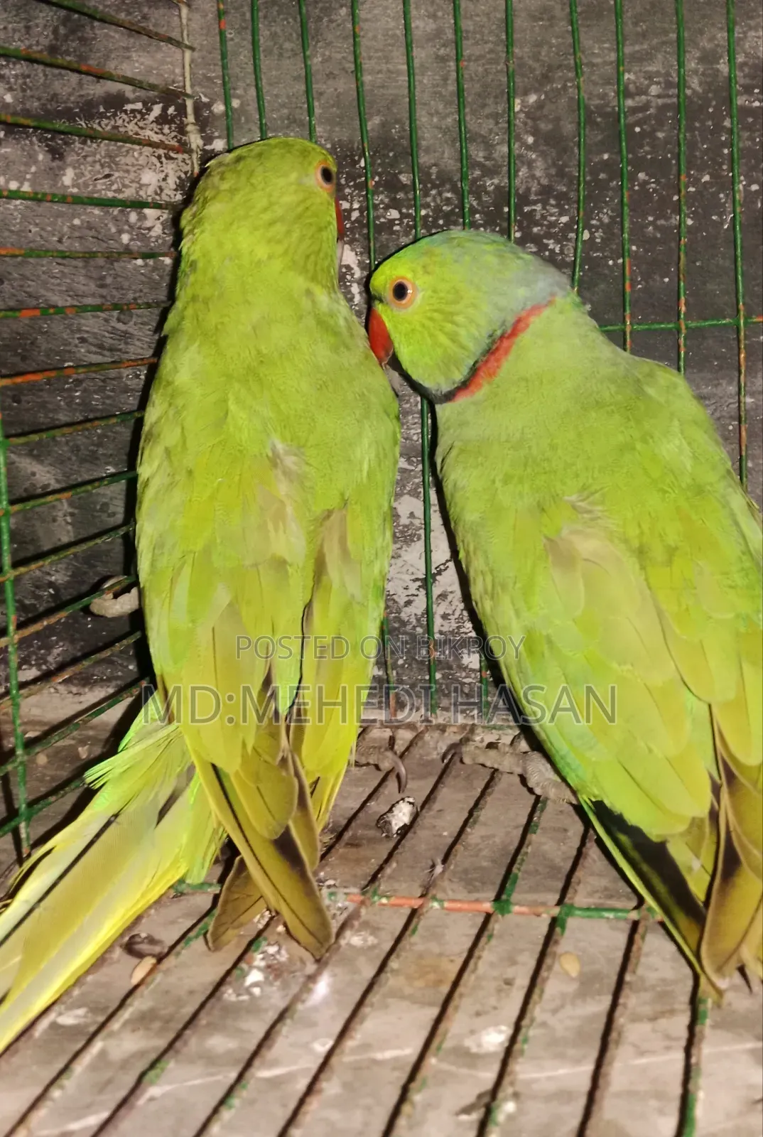 Cage-raised Parrots