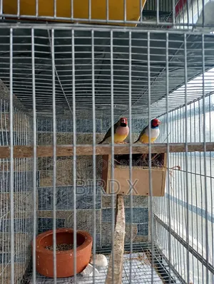 Gouldian Finch( Red Headed)