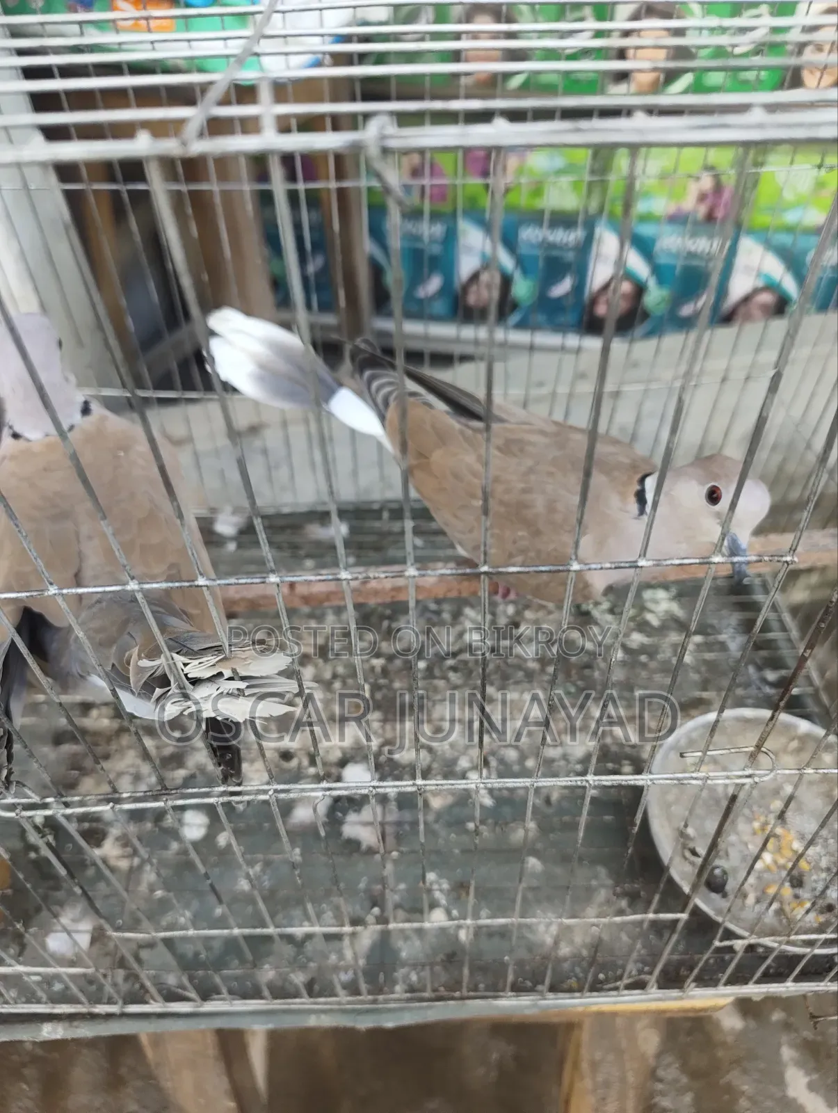 Dove bird 1200 taka with cage, 800 taka without cage