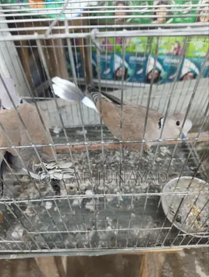 Dove bird 1200 taka with cage, 800 taka without cage