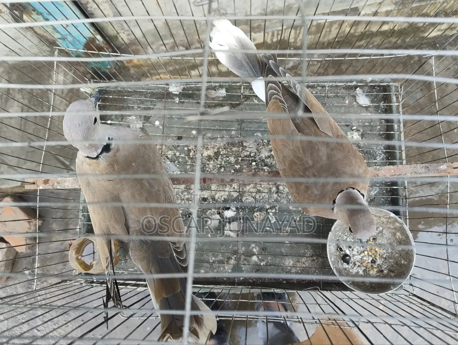 Dove bird 1200 taka with cage, 800 taka without cage