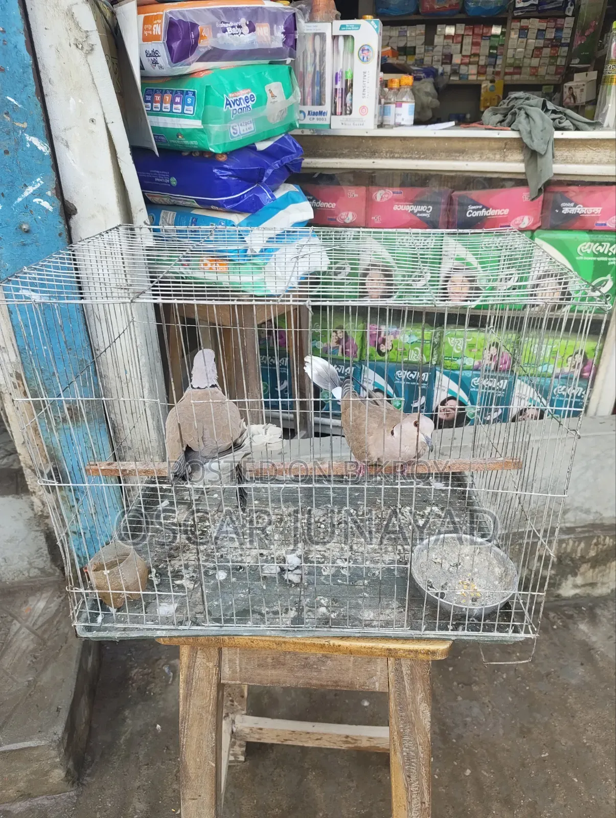 Dove bird 1200 taka with cage, 800 taka without cage