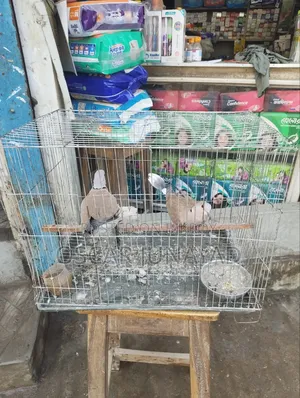 Dove bird 1200 taka with cage, 800 taka without cage
