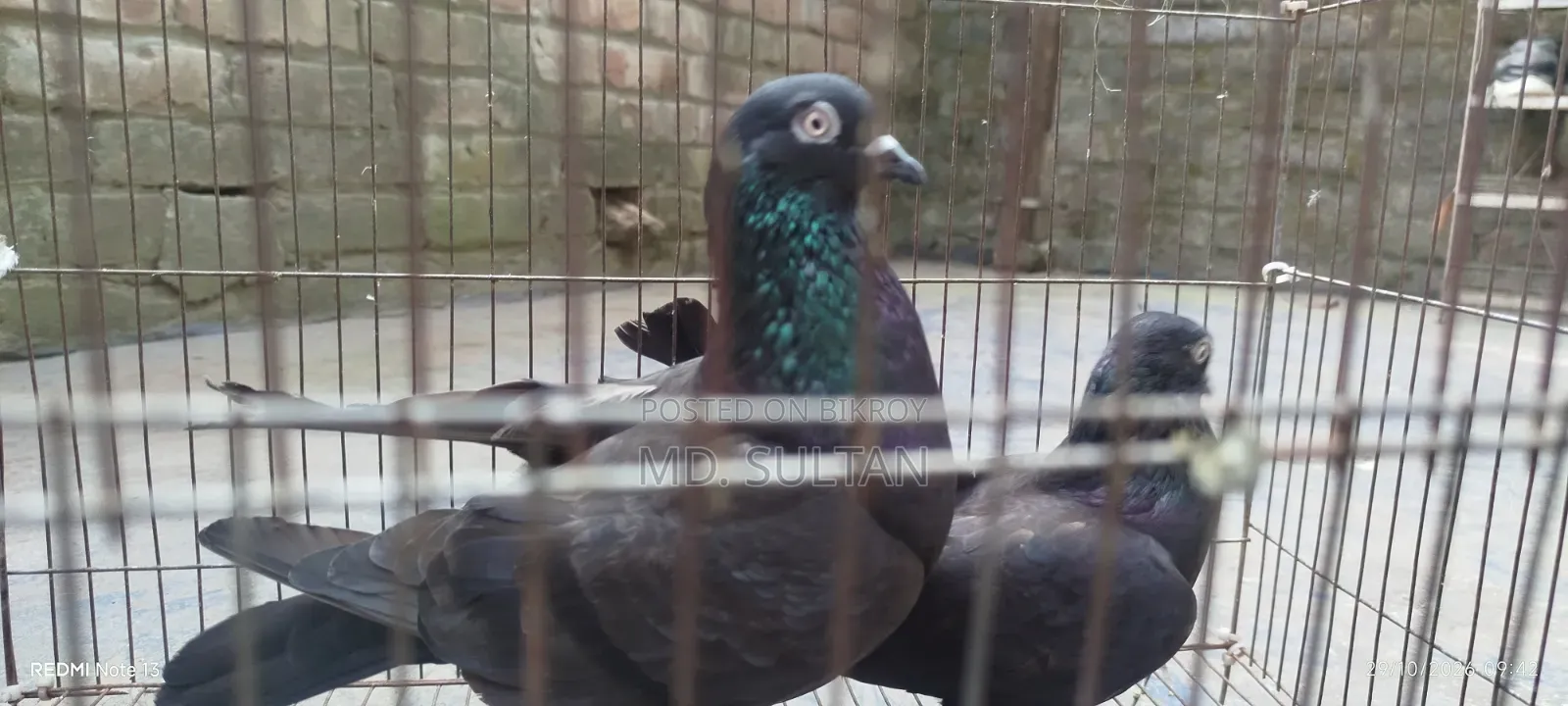কালো গিরিবাজ কবুতর