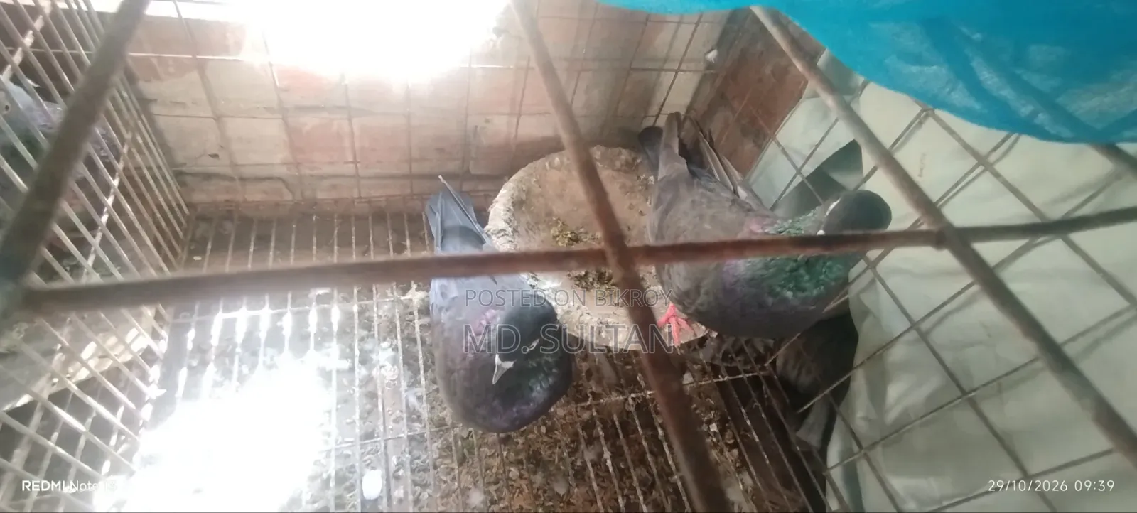 কালো গিরিবাজ কবুতর