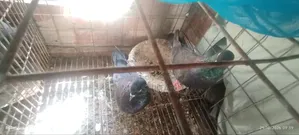 কালো গিরিবাজ কবুতর