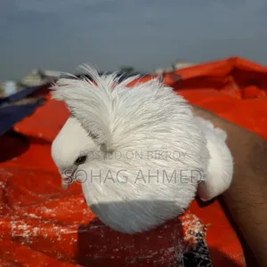 White Bombay Pigeon