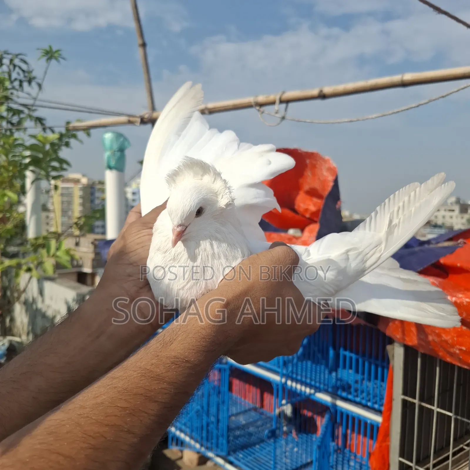 White Bombay Pigeon