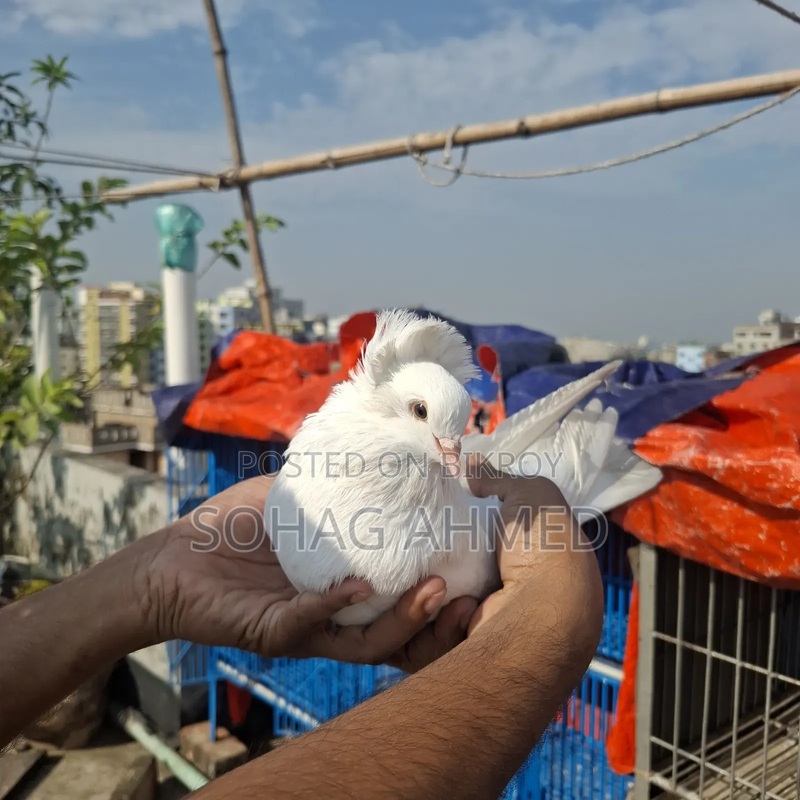 White Bombay Pigeon