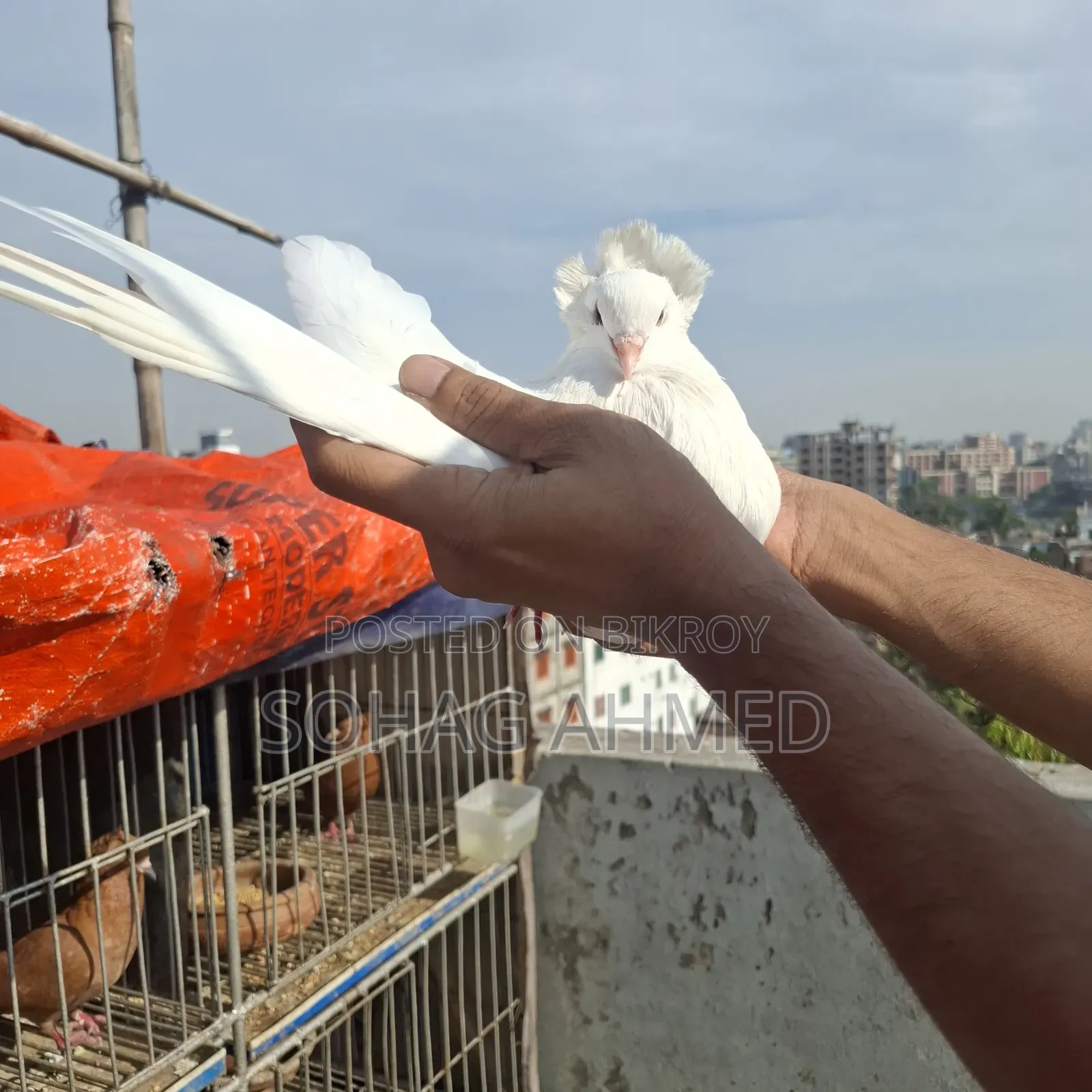 White Bombay Pigeon