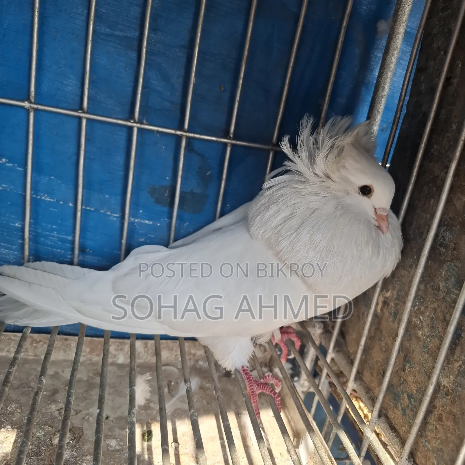 White Bombay Pigeon