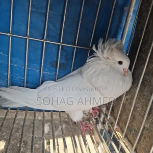 White Bombay Pigeon
