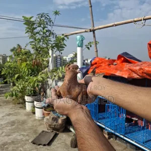লাল বম্বে কবুতর