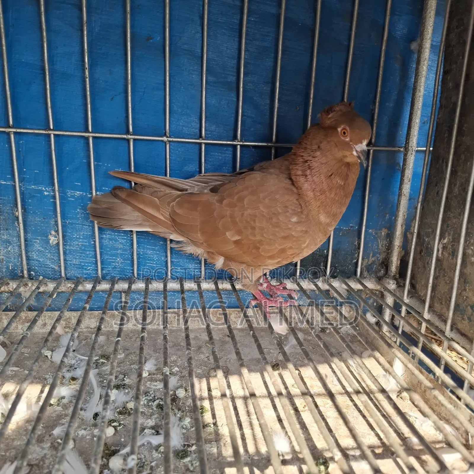 লাল বম্বে কবুতর