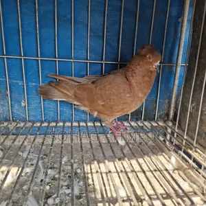 লাল বম্বে কবুতর