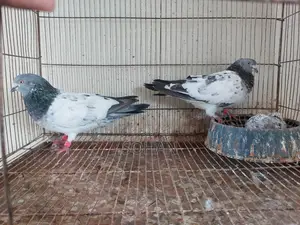 রানিং পেয়ার সাথে বাচ্চা