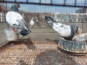 রানিং পেয়ার সাথে বাচ্চা