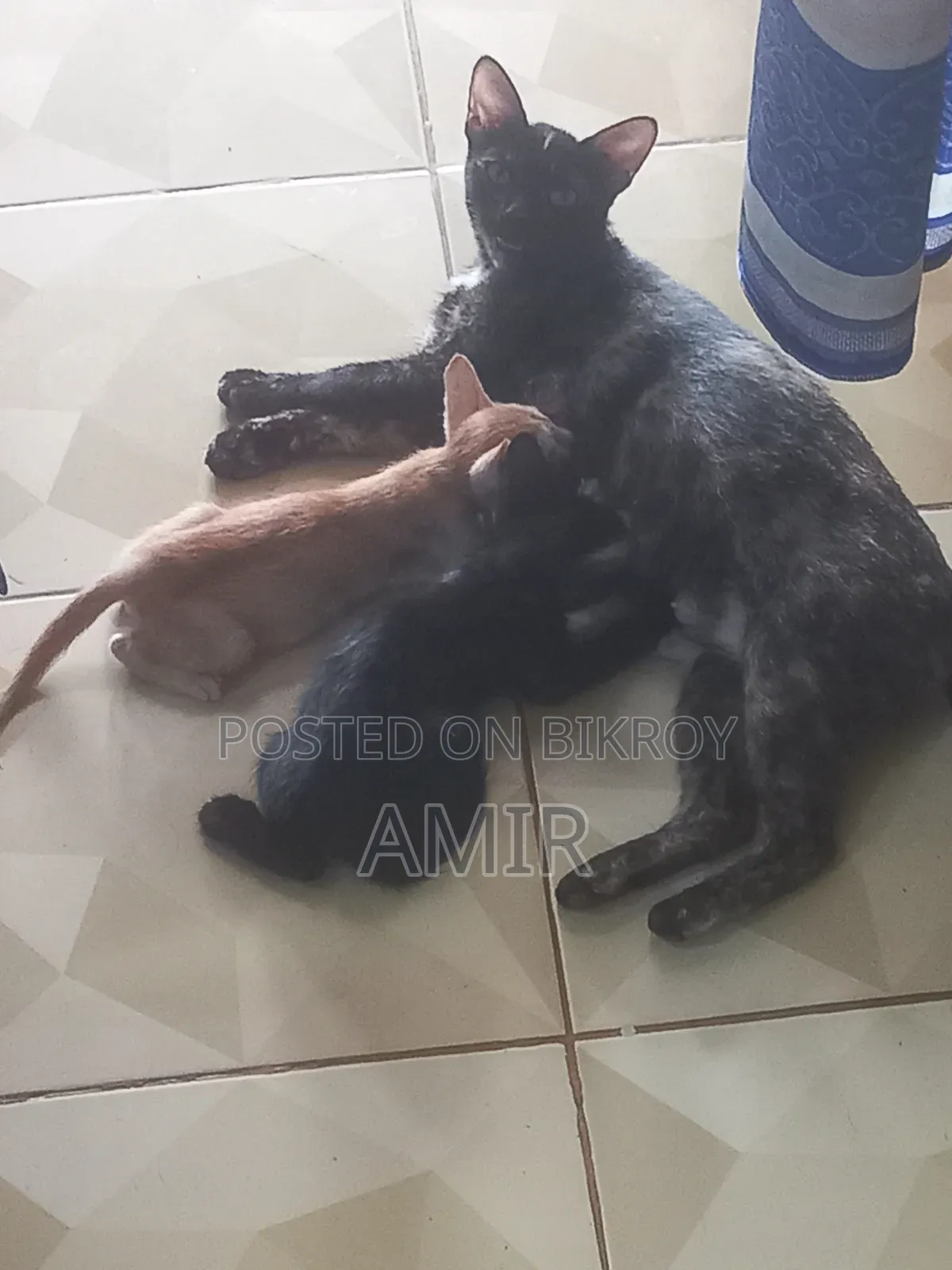 1-3 months Female Mixed Breed Bengal