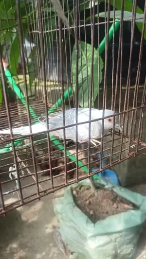 ডায়মন্ড ডাভ নতুন প্রাপ্তবয়স্ক স্ত্রী পাখি