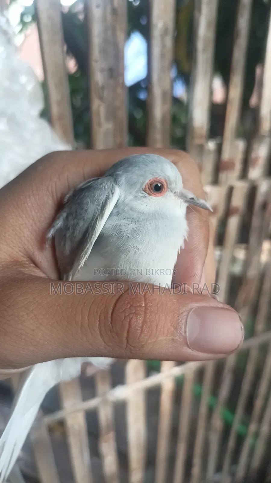 ডায়মন্ড ডাভ নতুন প্রাপ্তবয়স্ক স্ত্রী পাখি