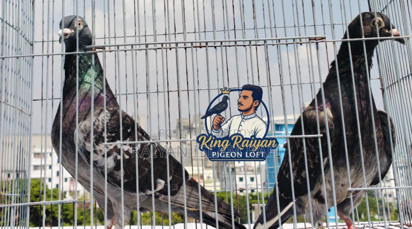 কবুতর বিক্রয়ের জন্য
