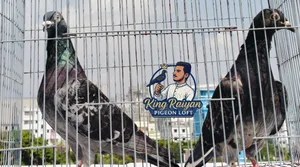 কবুতর বিক্রয়ের জন্য