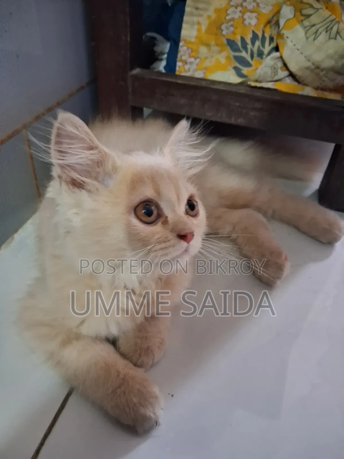 3-6 months Male Purebred Persian