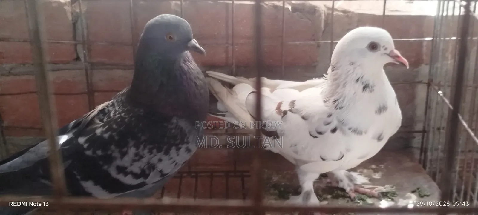কালো গিরিবাজ কবুতর