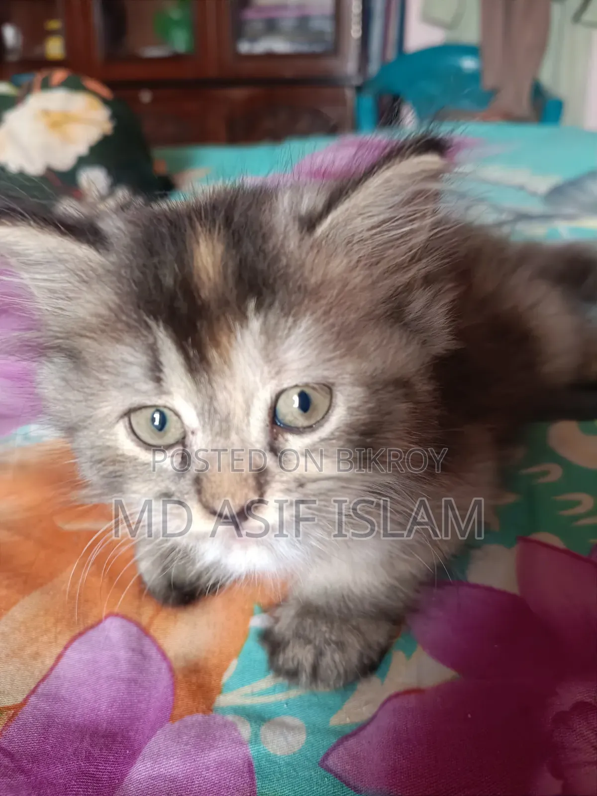 1-3 months Male Purebred Persian