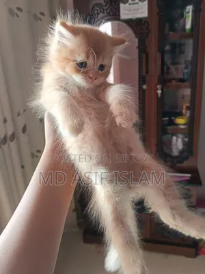 1-3 months Male Purebred Persian