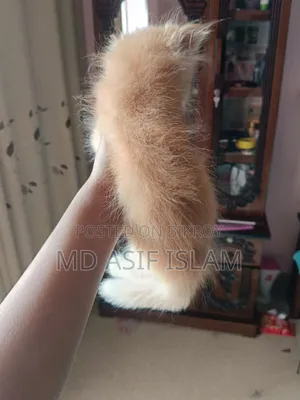 1-3 months Male Purebred Persian