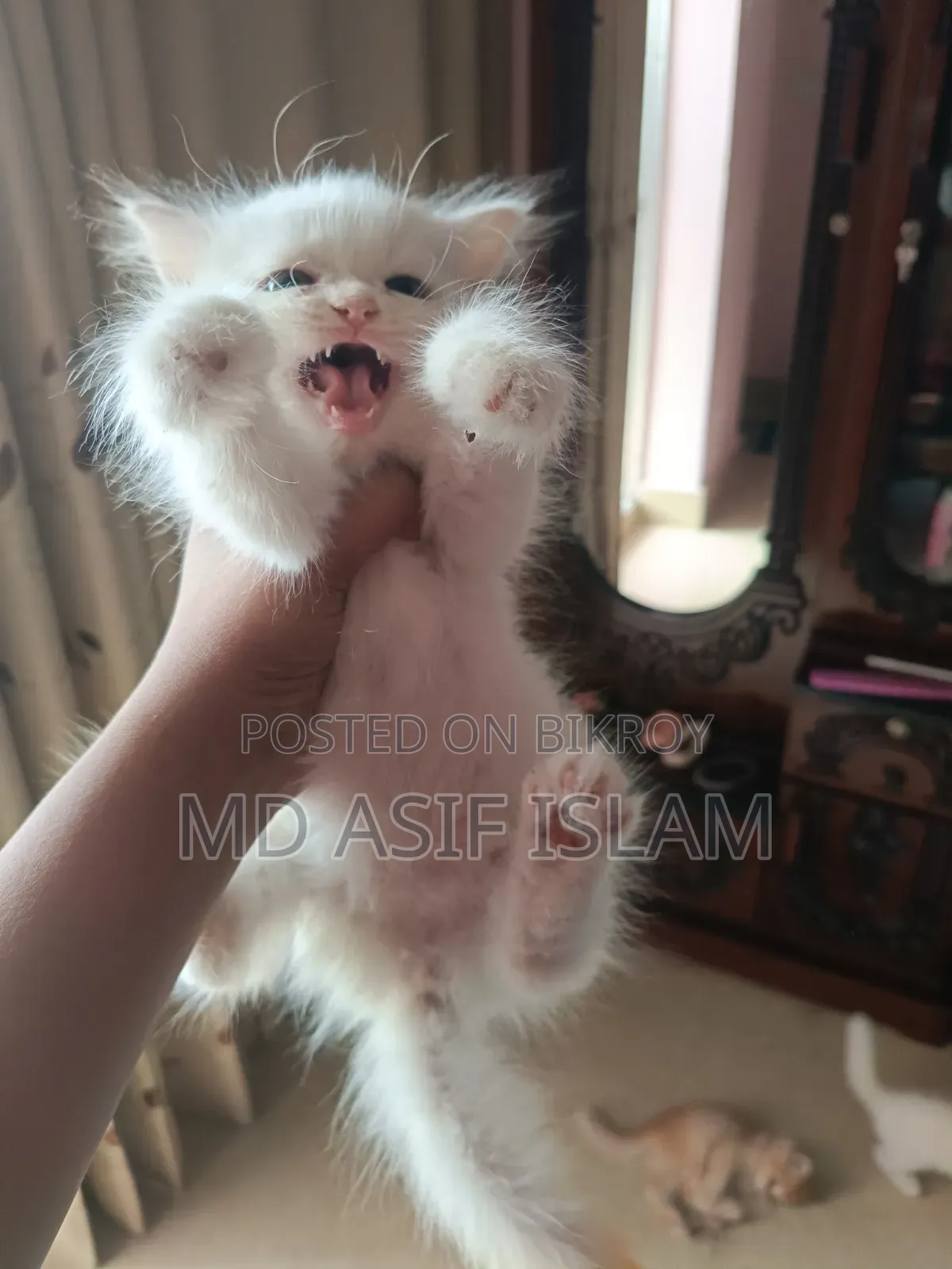 1-3 months Male Purebred Persian