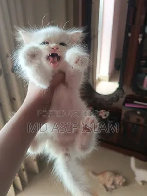 1-3 months Male Purebred Persian
