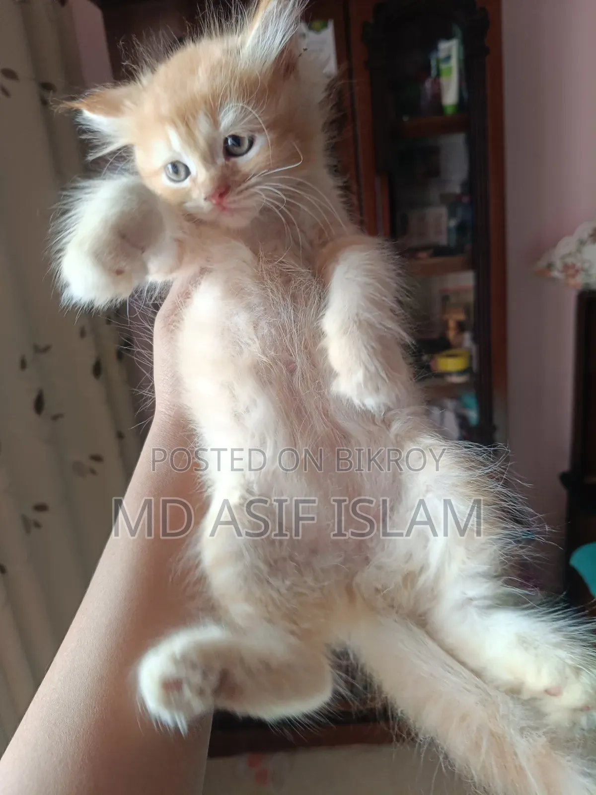 1-3 months Male Purebred Persian