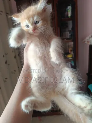 1-3 months Male Purebred Persian