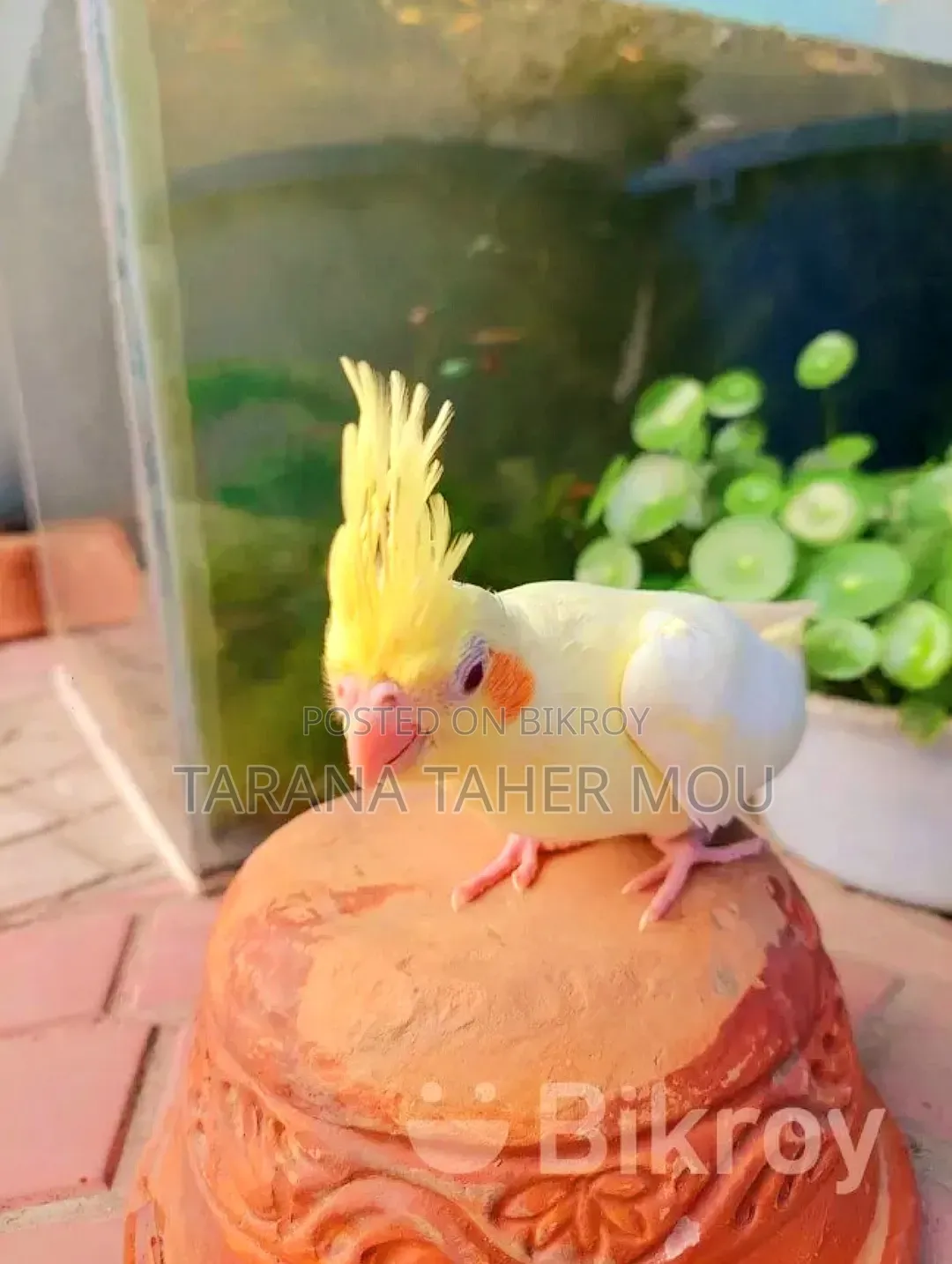 Cute Cockatiel Bird for Sell