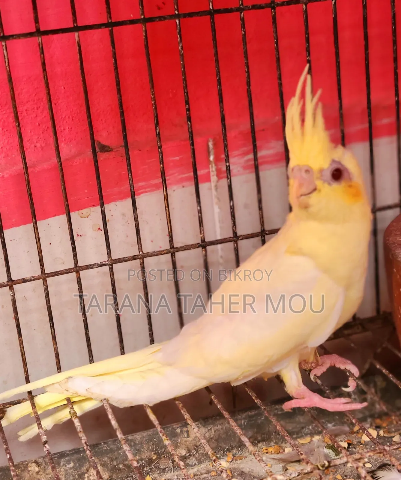 Cute Cockatiel Bird for Sell