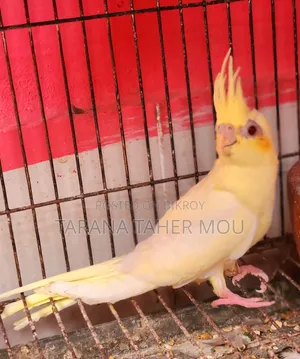 Cute Cockatiel Bird for Sell