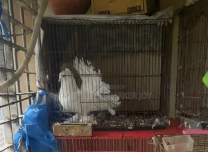 লখ পুরুষ (প্রাপ্তবয়স্ক)