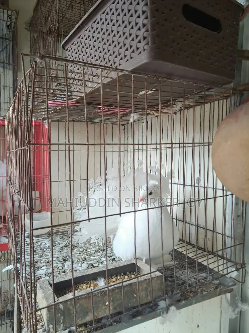 লখ পুরুষ (প্রাপ্তবয়স্ক)